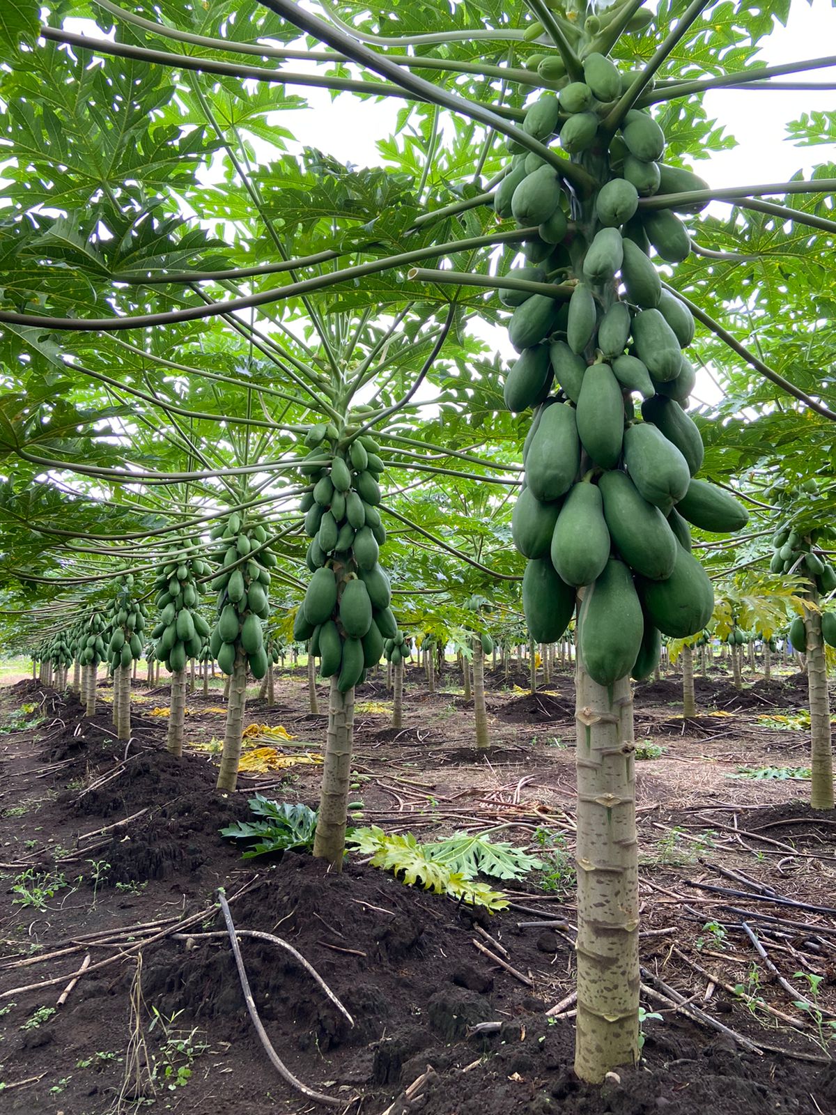 Papaya - imagen 1